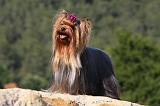 YORKSHIRE TERRIER 527